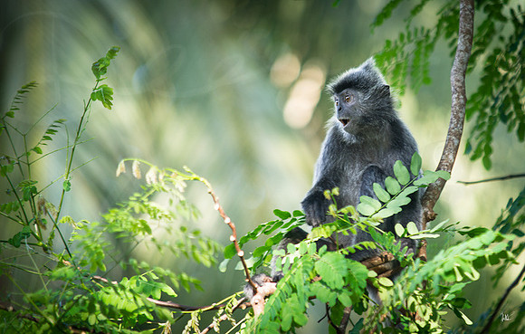 Silver Leaf Monkey #1