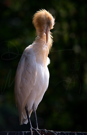 Cattle Egret #1