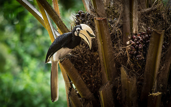 Hornbill #1
