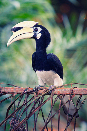 Hornbill #5