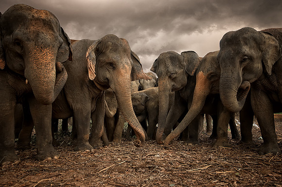 Sri Lankan Elephants