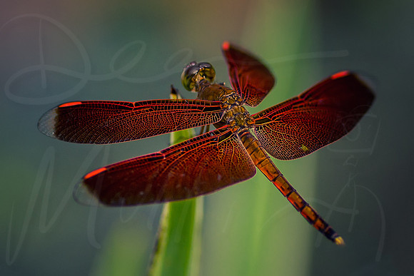 RedWing Dragonfly