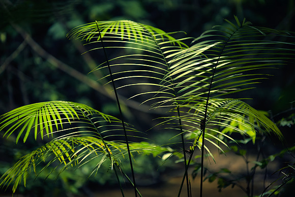 Ferns