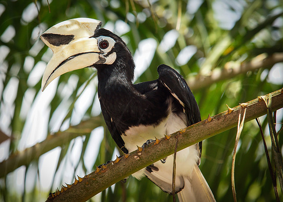 Pied Hornbill