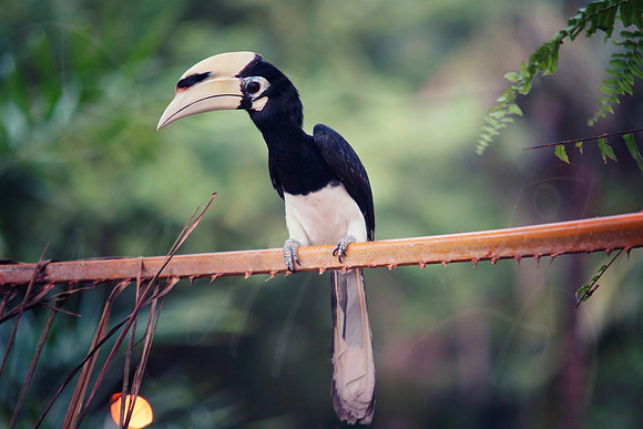 Pied Oriental Hornbill