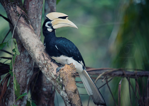 Hornbill #6