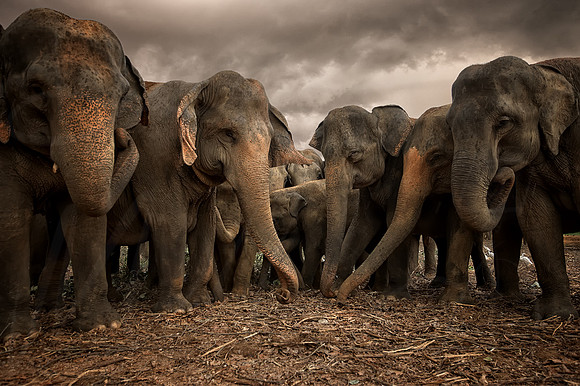 Sri Lankan Elephants